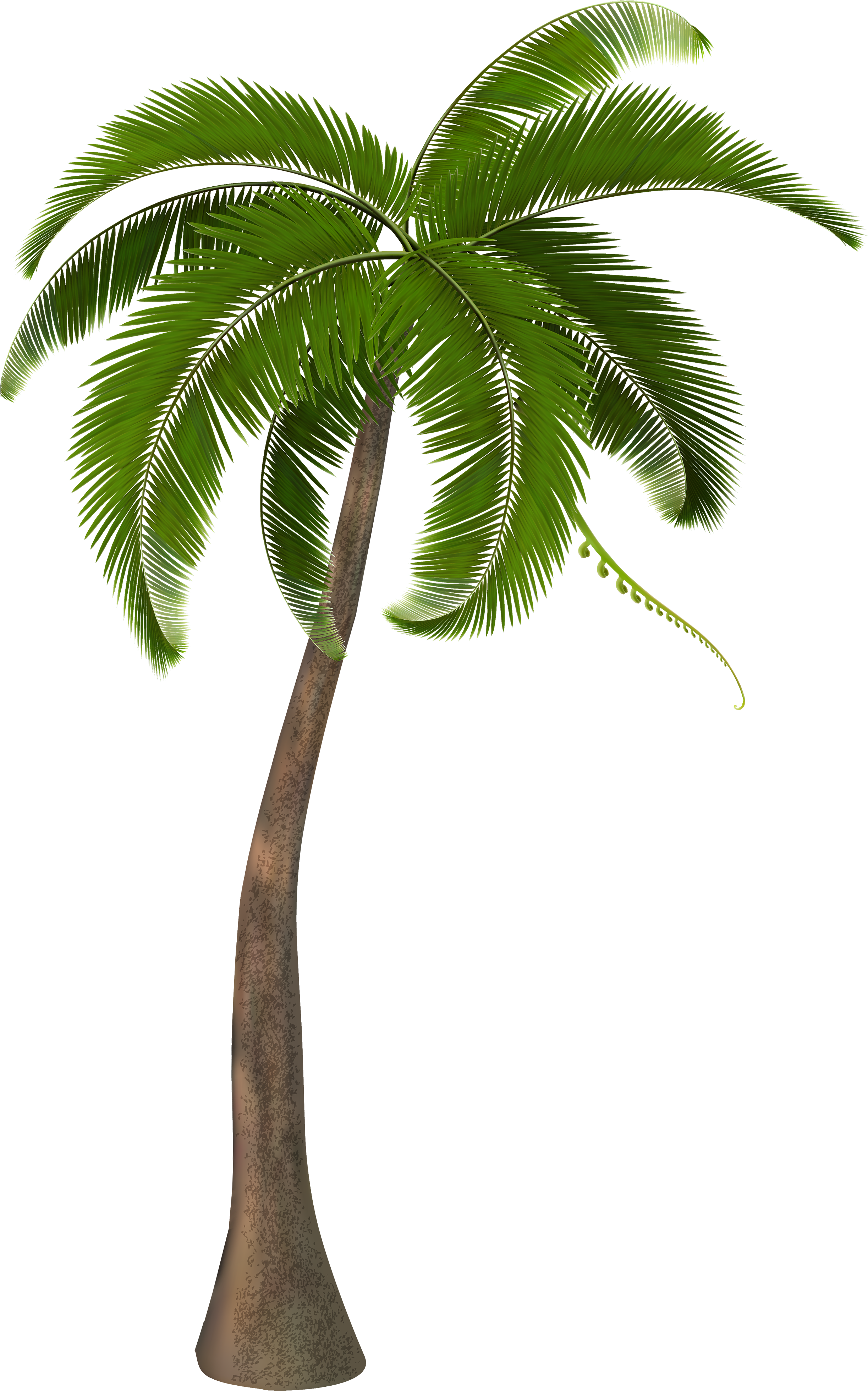 Detail Hd Palm Tree Nomer 50