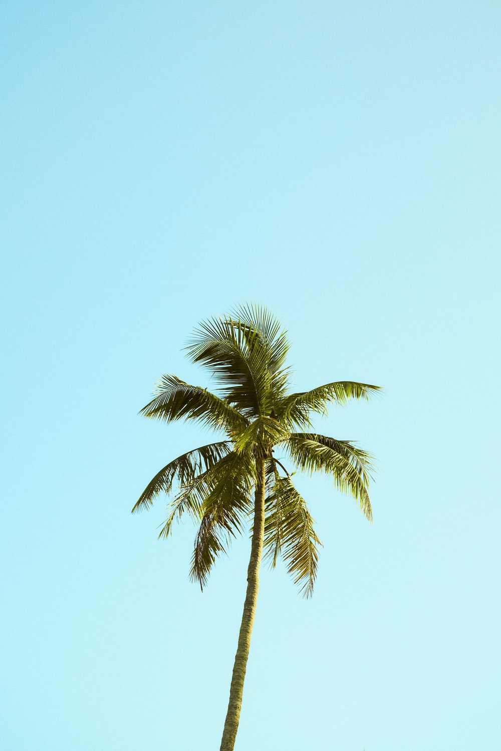 Download Hd Palm Trees Nomer 7