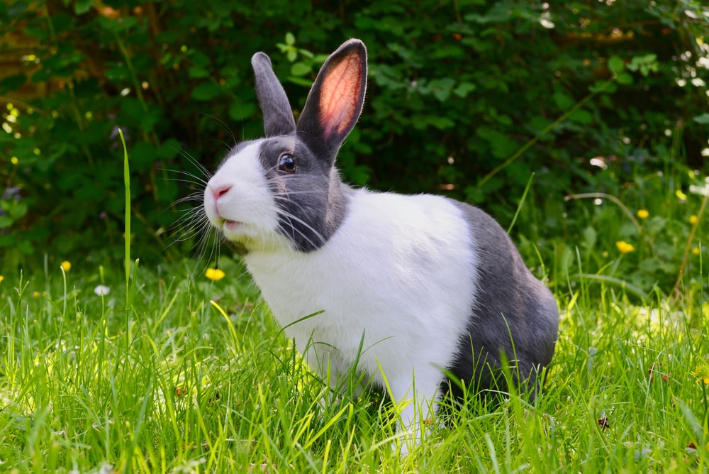 Hd Rabbit - KibrisPDR