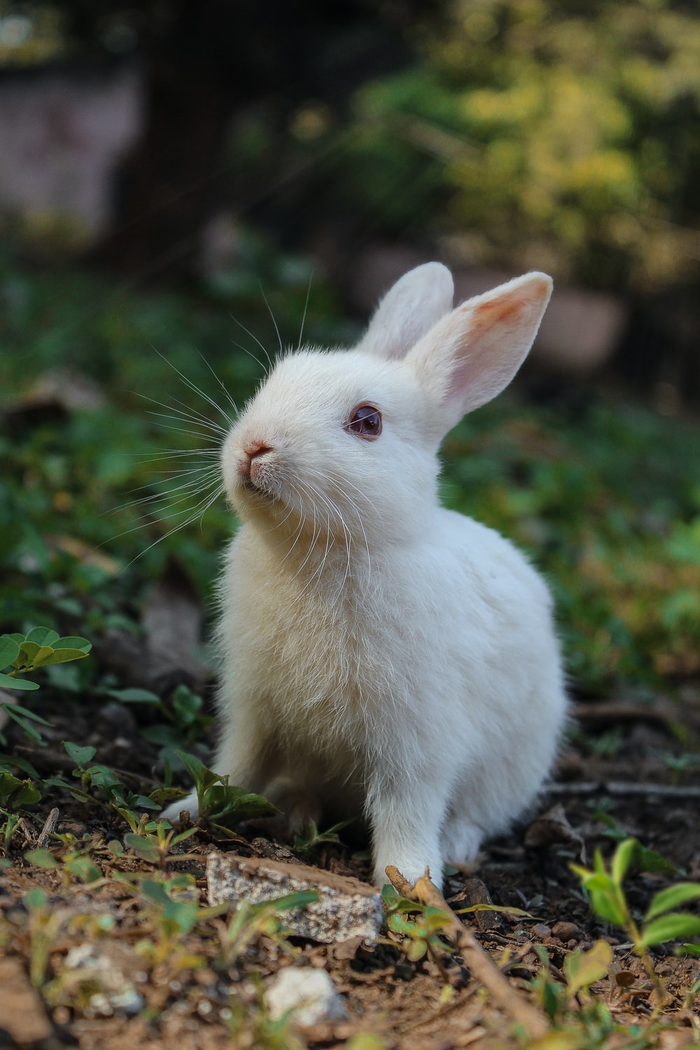 Detail Hd Rabbit Nomer 3