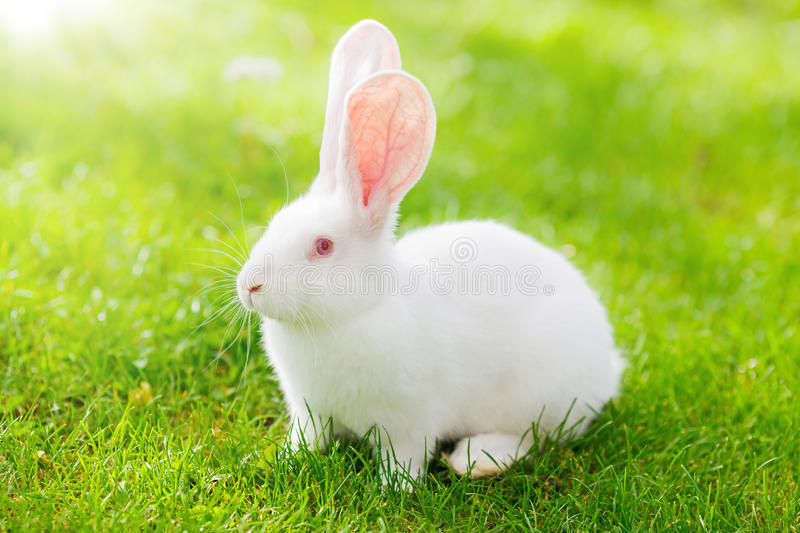 Detail Hd Rabbit Nomer 5