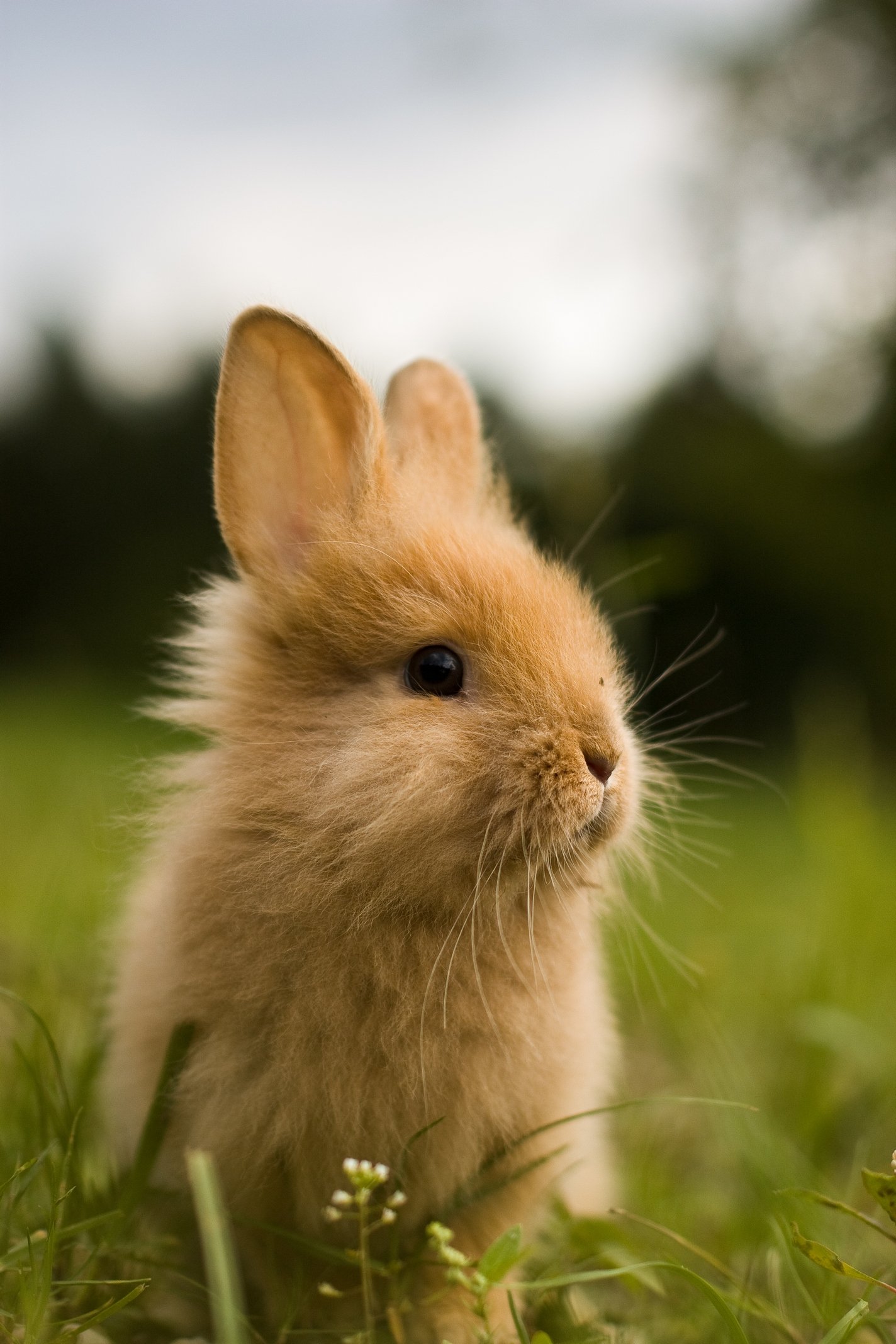 Detail Hd Rabbit Nomer 42