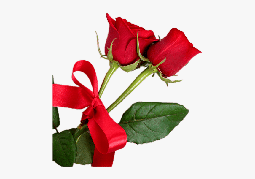 Detail Hd Rose Nomer 27