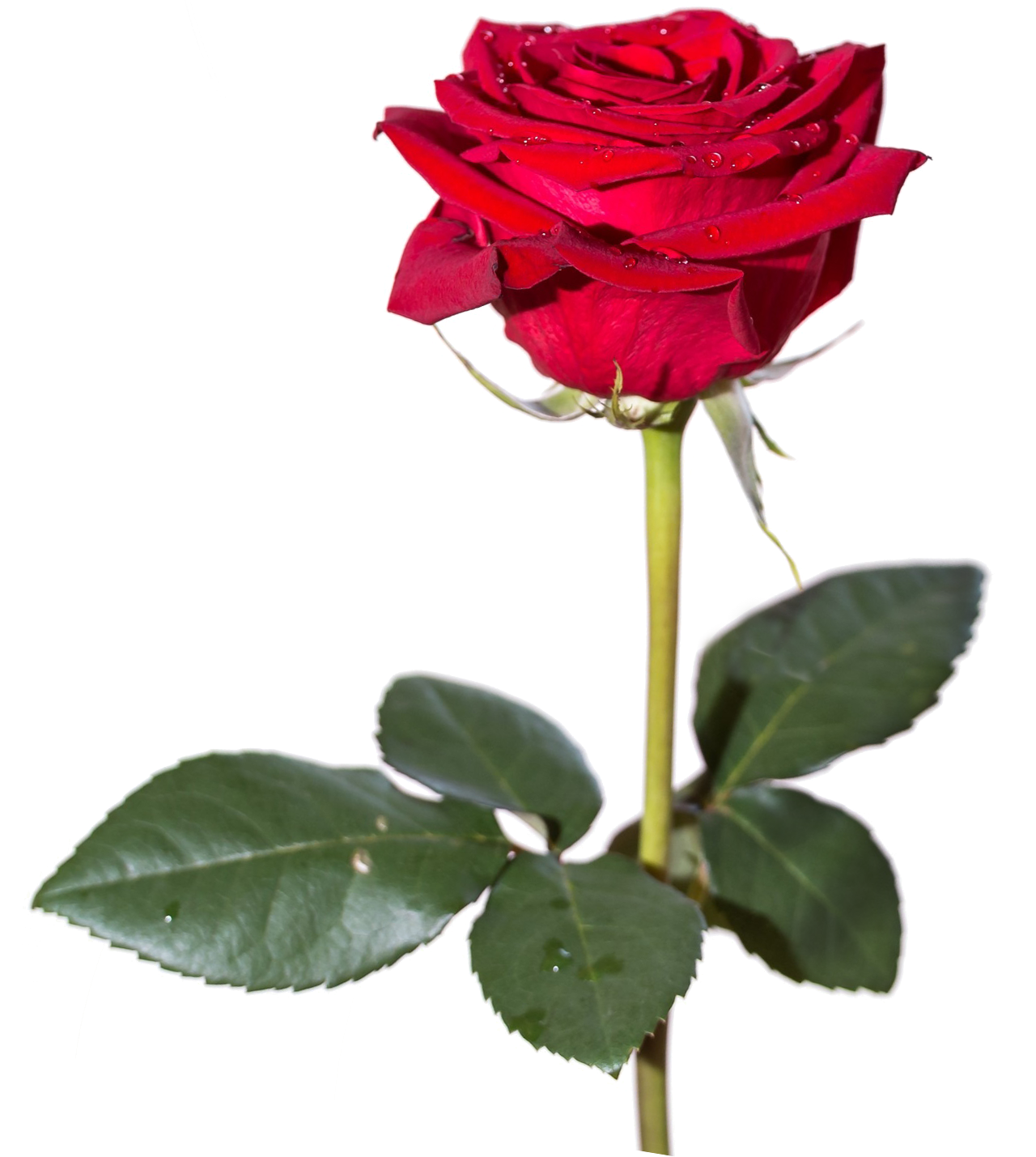 Detail Hd Rose Nomer 30