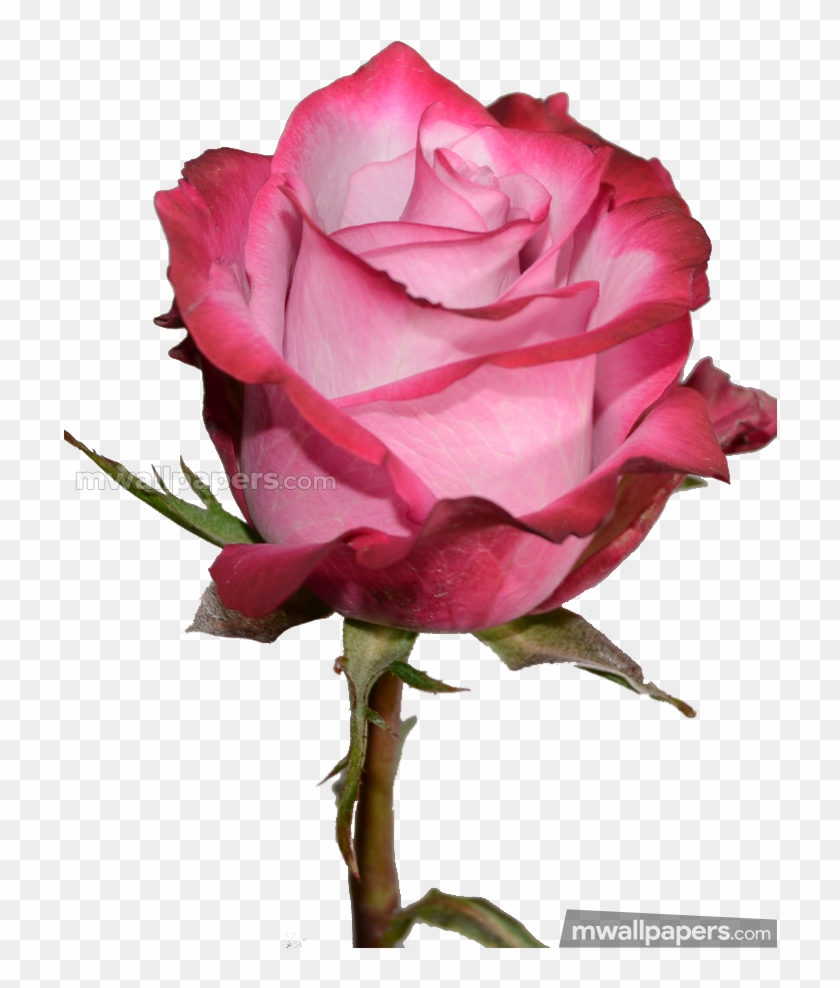 Detail Hd Rose Nomer 51