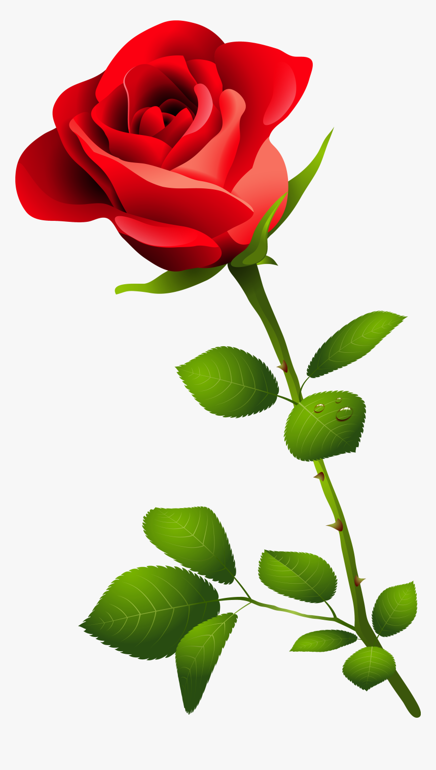 Detail Hd Rose Nomer 52