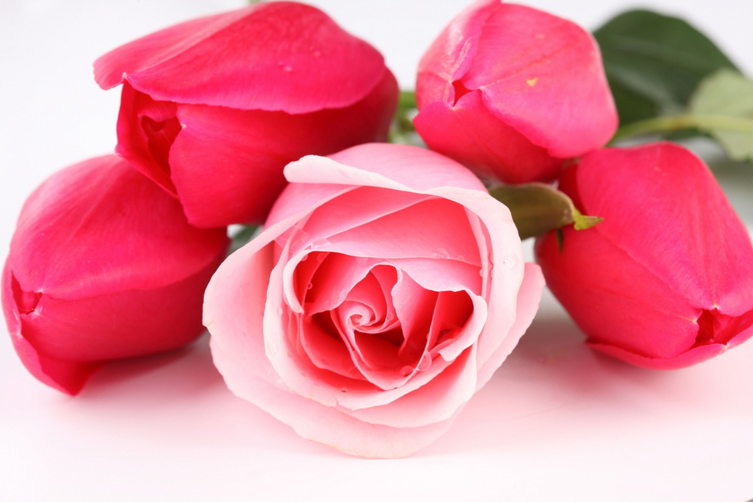 Detail Hd Rose Flowers Images Nomer 33