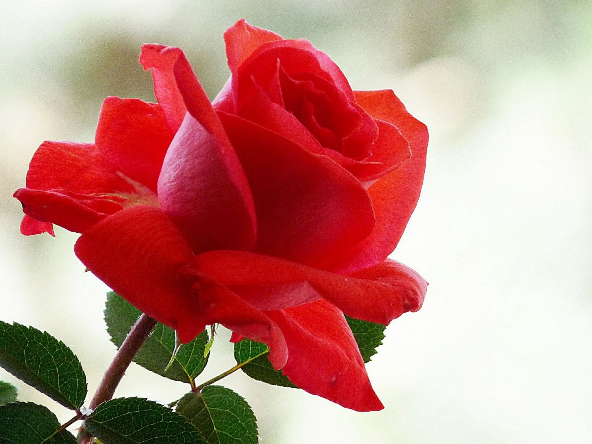 Detail Hd Rose Picture Nomer 17