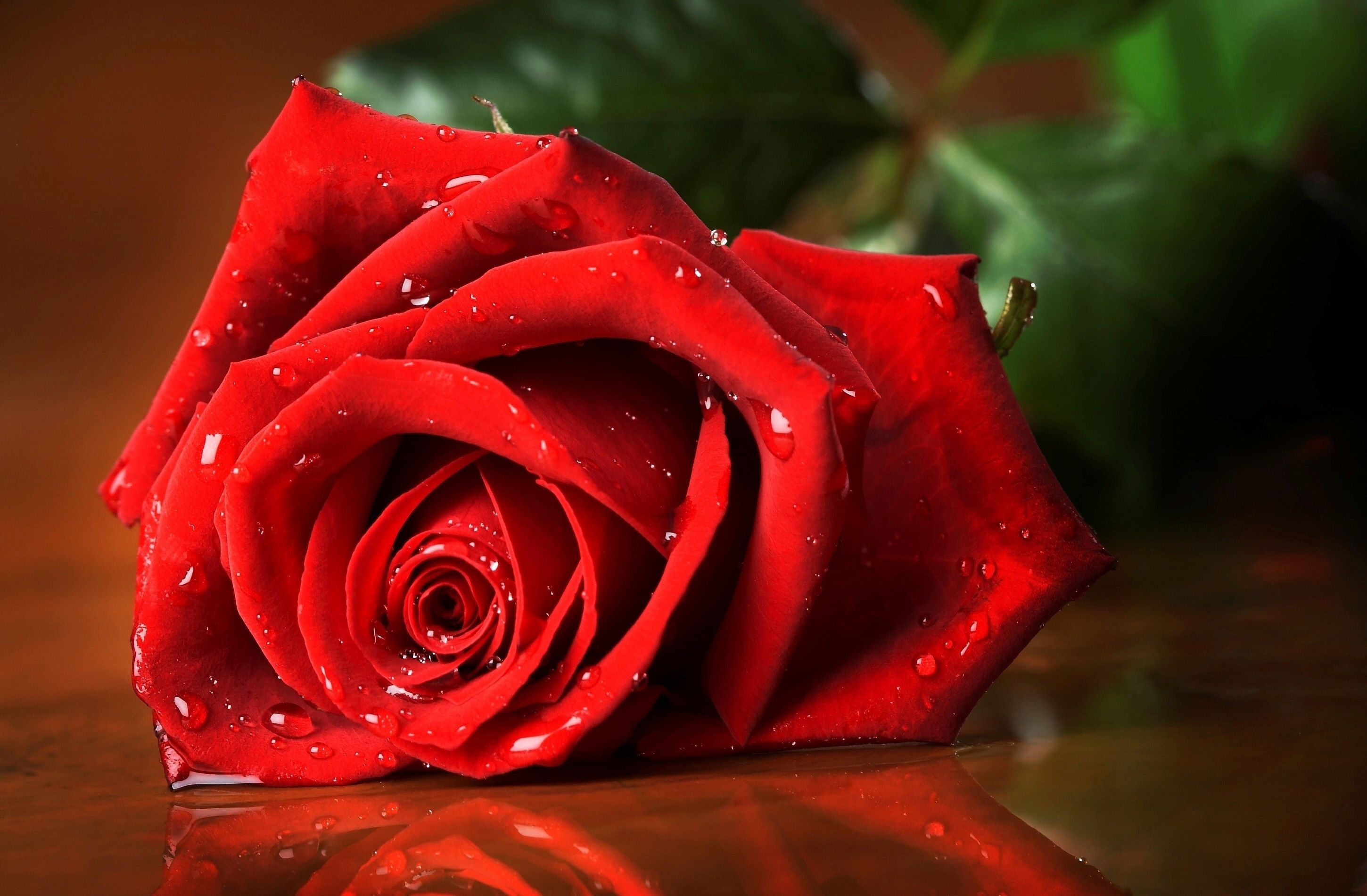 Detail Hd Rose Picture Nomer 3