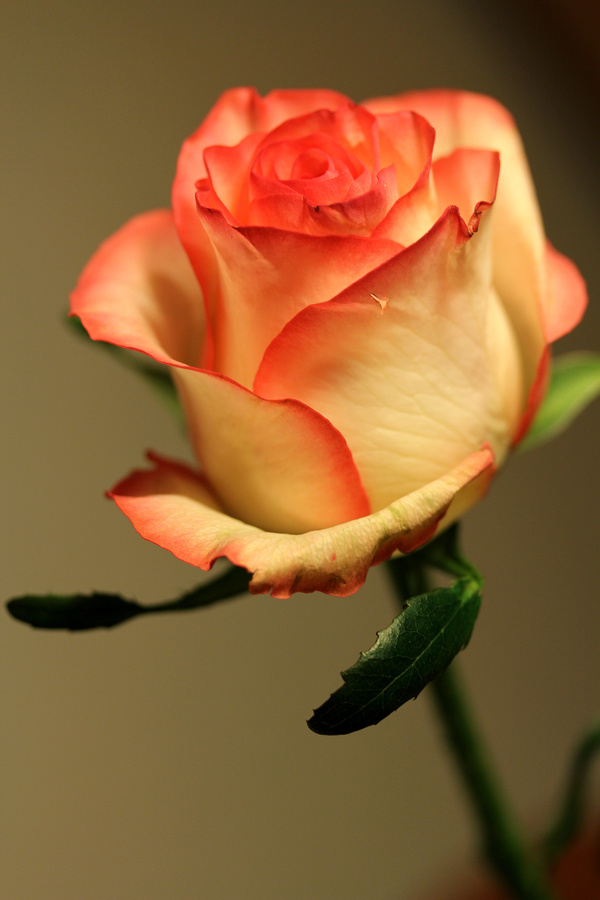 Detail Hd Rose Picture Nomer 46