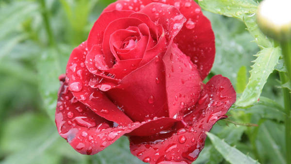 Detail Hd Rose Picture Nomer 49