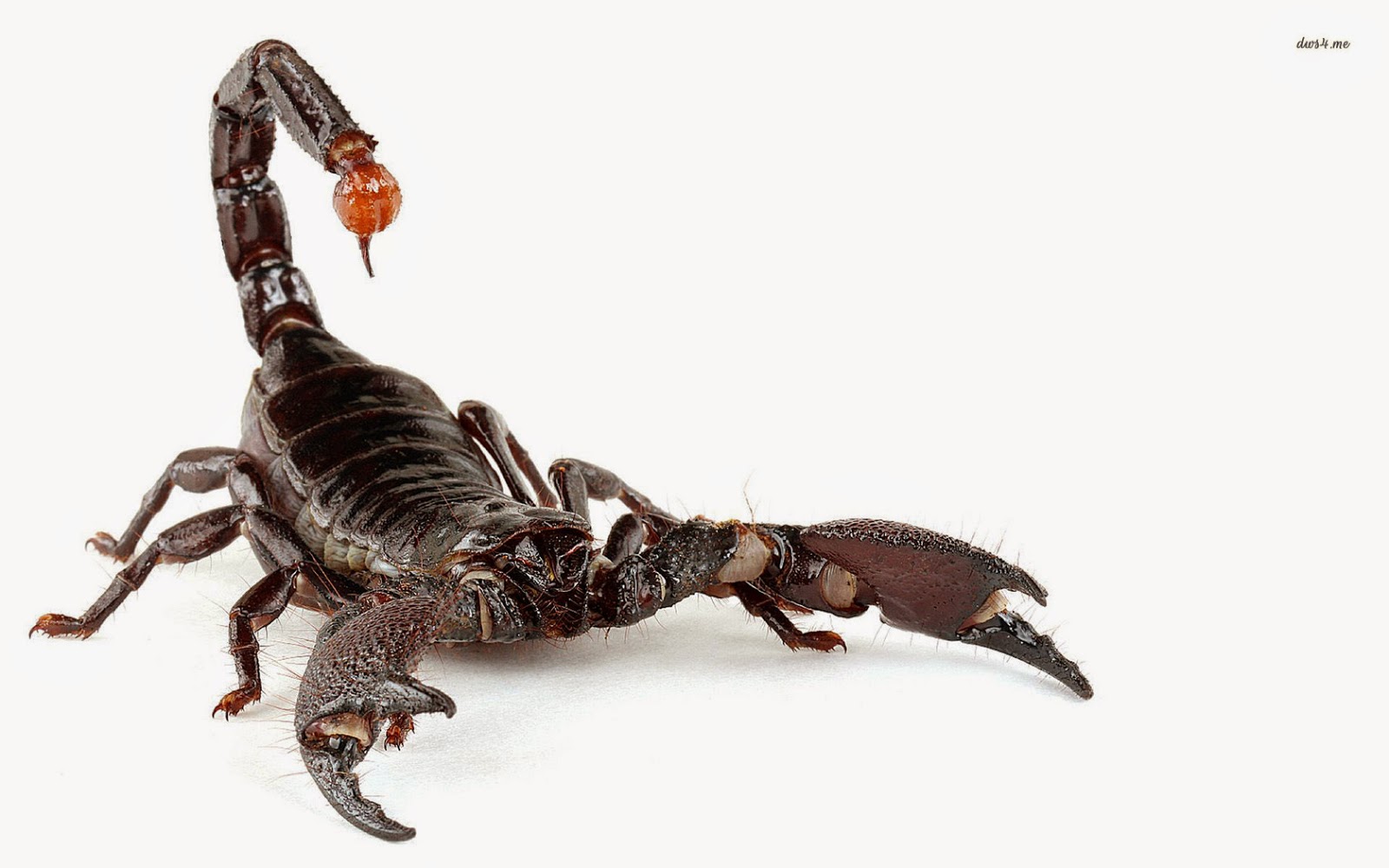 Detail Hd Scorpion Wallpapers Nomer 14