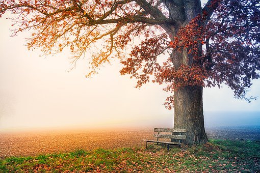Detail Hd Tree Image Nomer 29