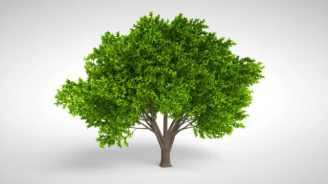 Detail Hd Tree Image Nomer 46