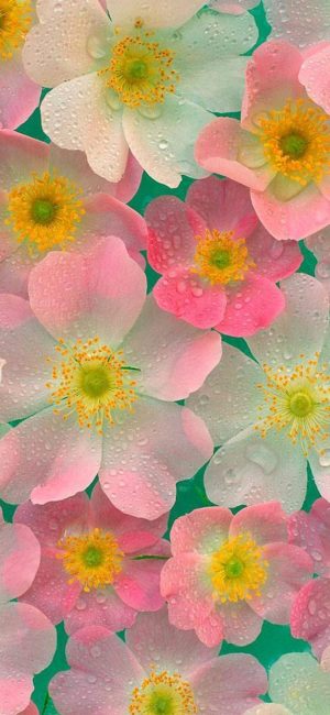 Detail Hd Wallpaper Flower Nomer 17