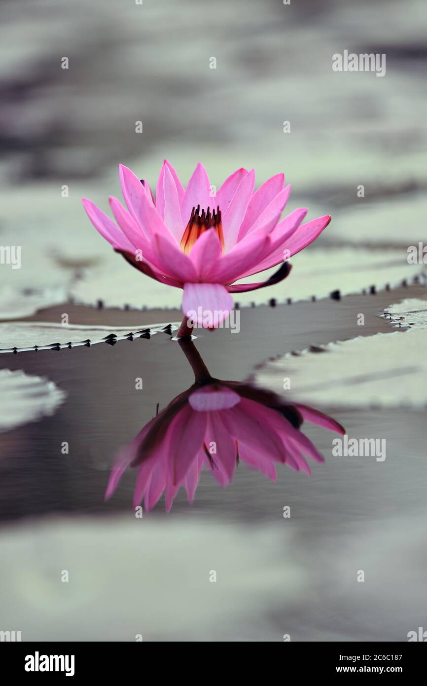 Detail Hd Wallpaper Flower Nomer 34