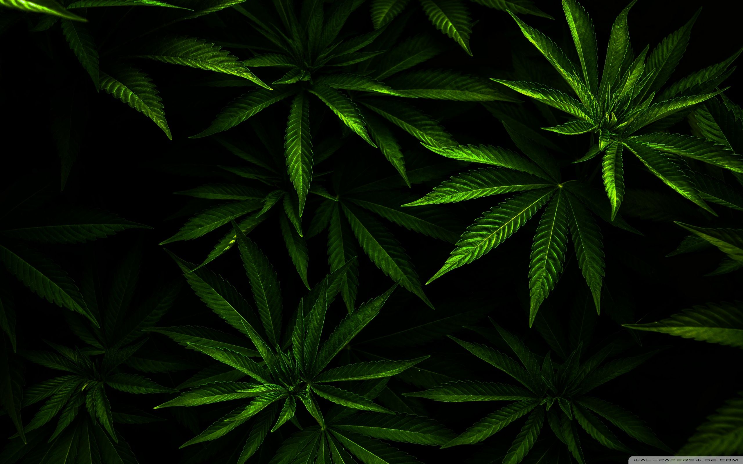 Detail Hd Wallpapers Weed Nomer 4