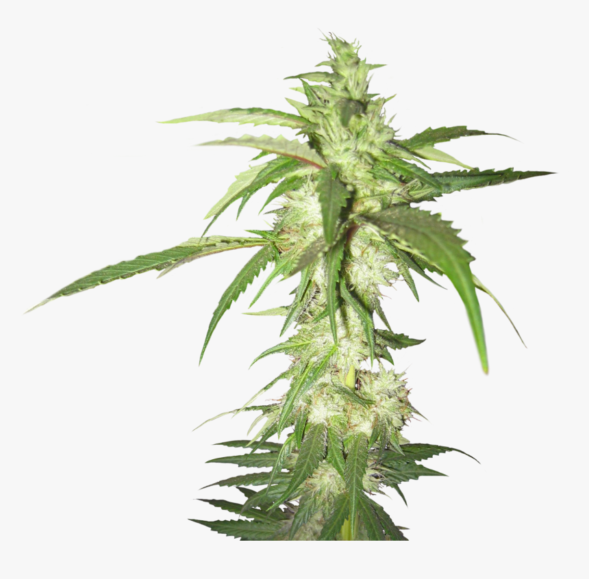 Detail Hd Weed Nomer 44