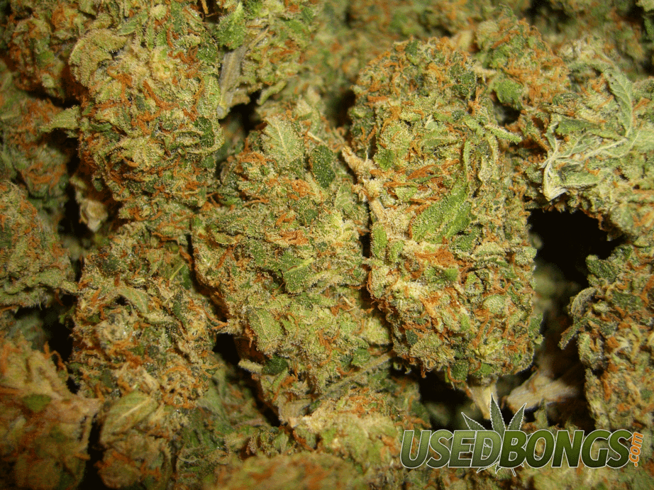 Detail Hd Weed Pictures Nomer 19