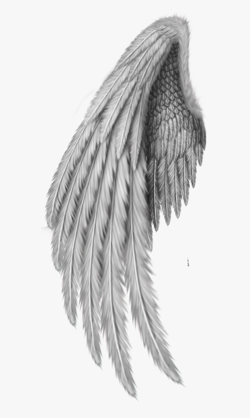 Detail Hd Wings Nomer 20