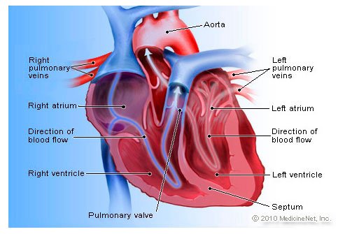 Detail Heart Image Nomer 21