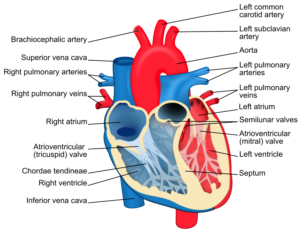 Detail Heart Img Nomer 23