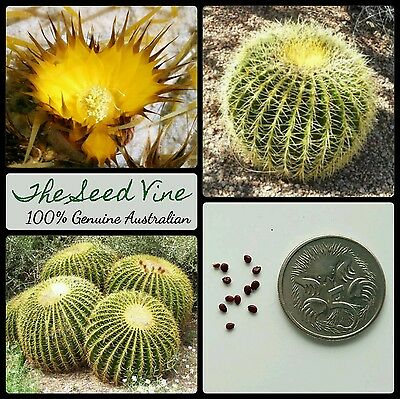 Hedgehog Cactus Seed - KibrisPDR