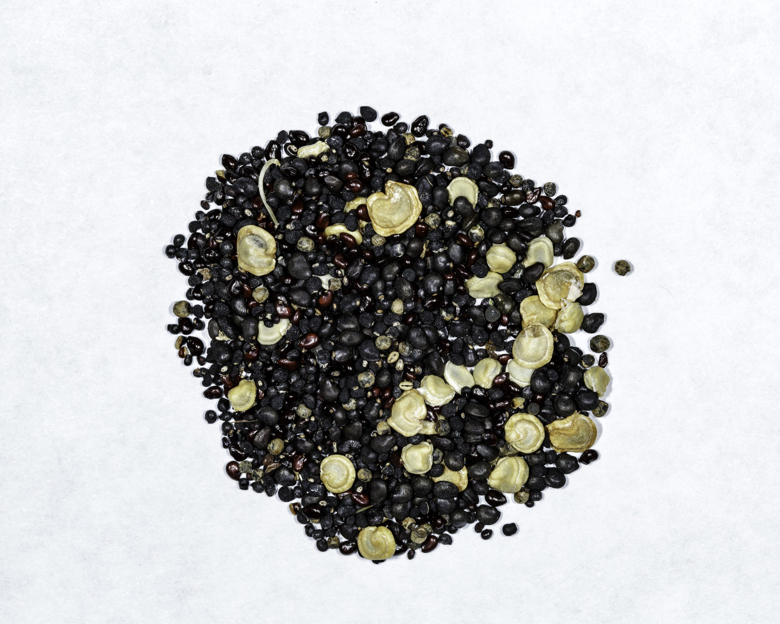 Detail Hedgehog Cactus Seed Nomer 2