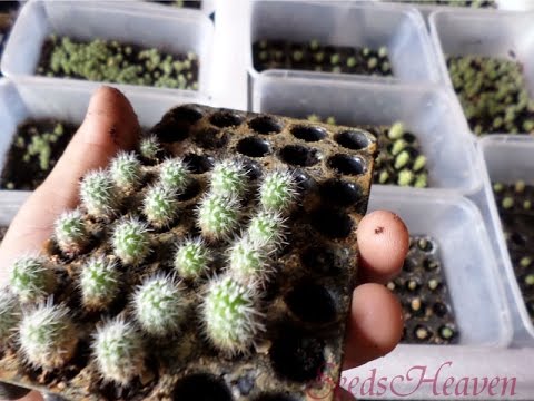 Detail Hedgehog Cactus Seed Nomer 9