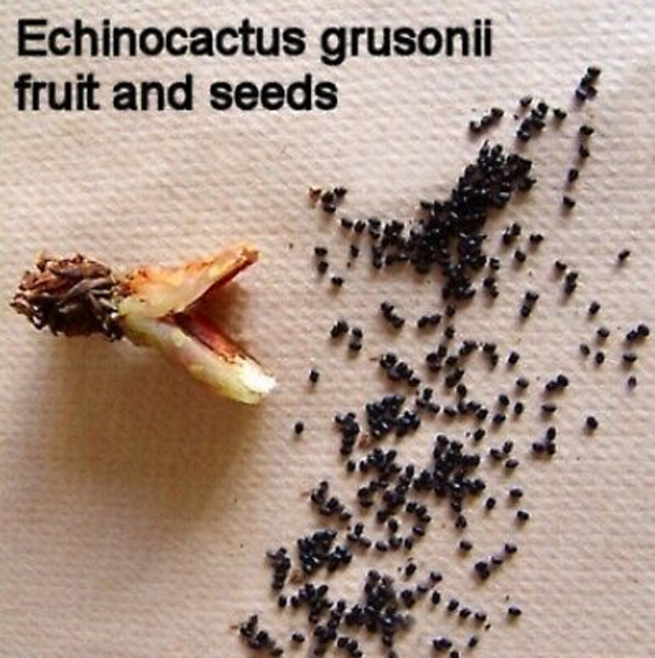 Detail Hedgehog Cactus Seed Nomer 10