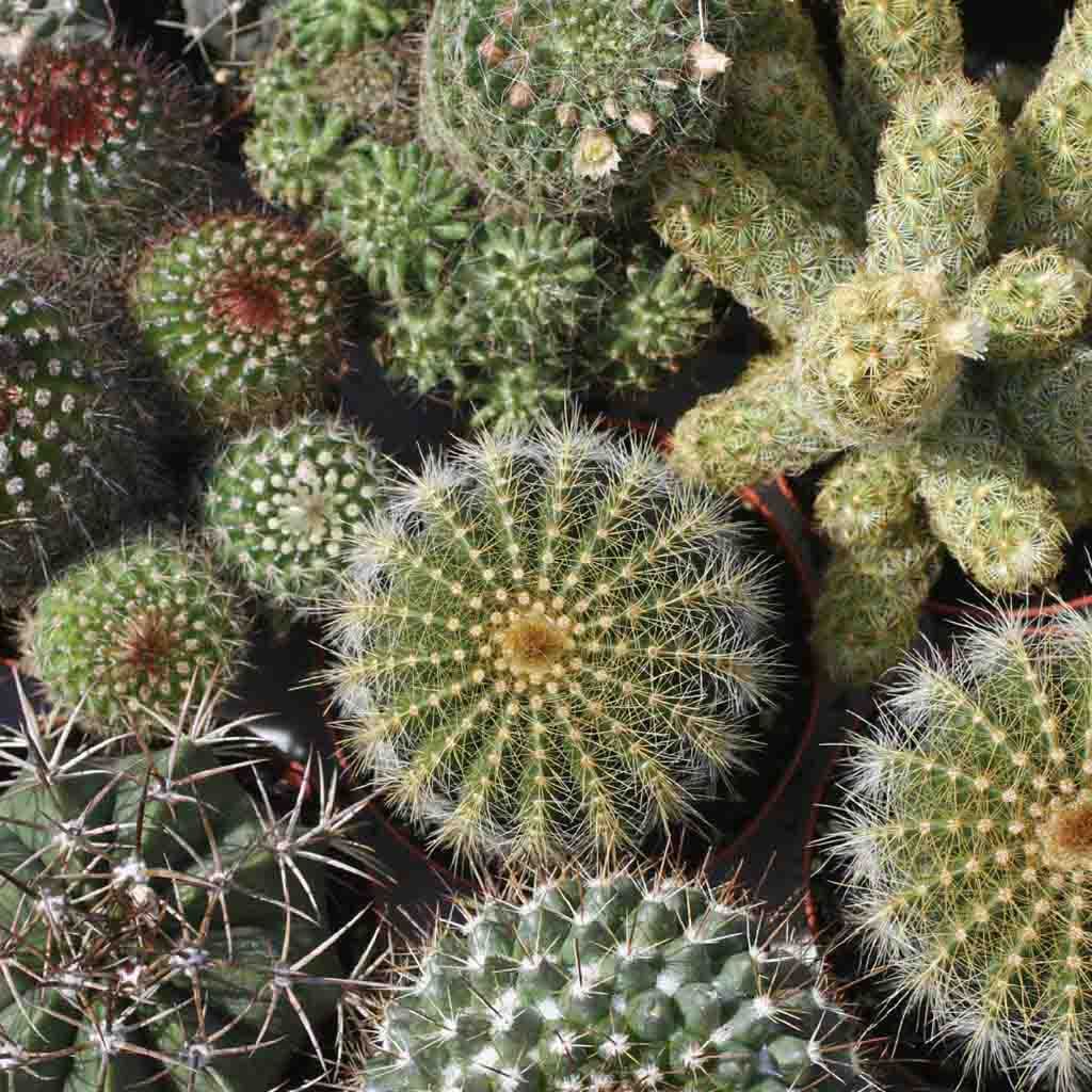 Detail Hedgehog Cactus Seed Nomer 11