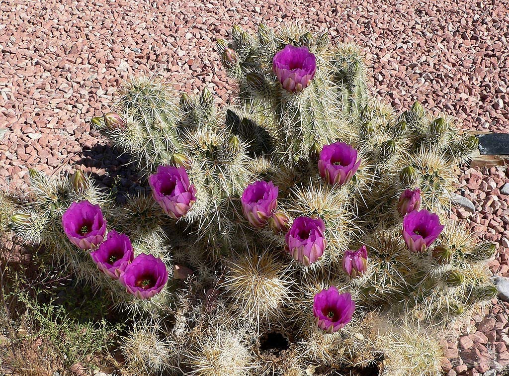 Detail Hedgehog Cactus Seed Nomer 12