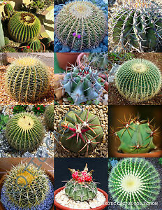 Detail Hedgehog Cactus Seed Nomer 13