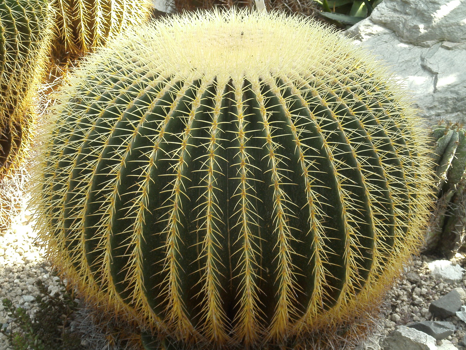 Detail Hedgehog Cactus Seed Nomer 14