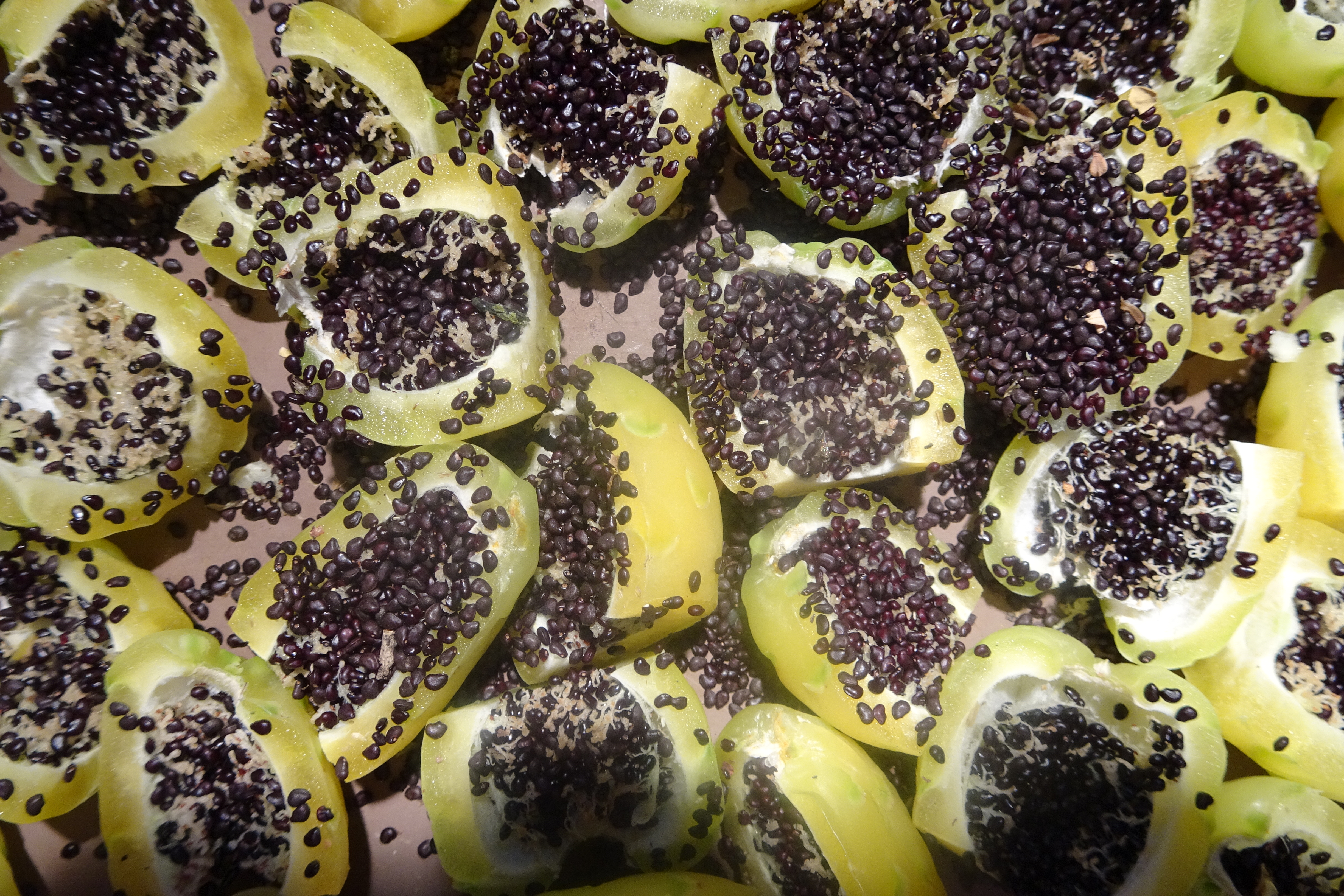 Detail Hedgehog Cactus Seed Nomer 15