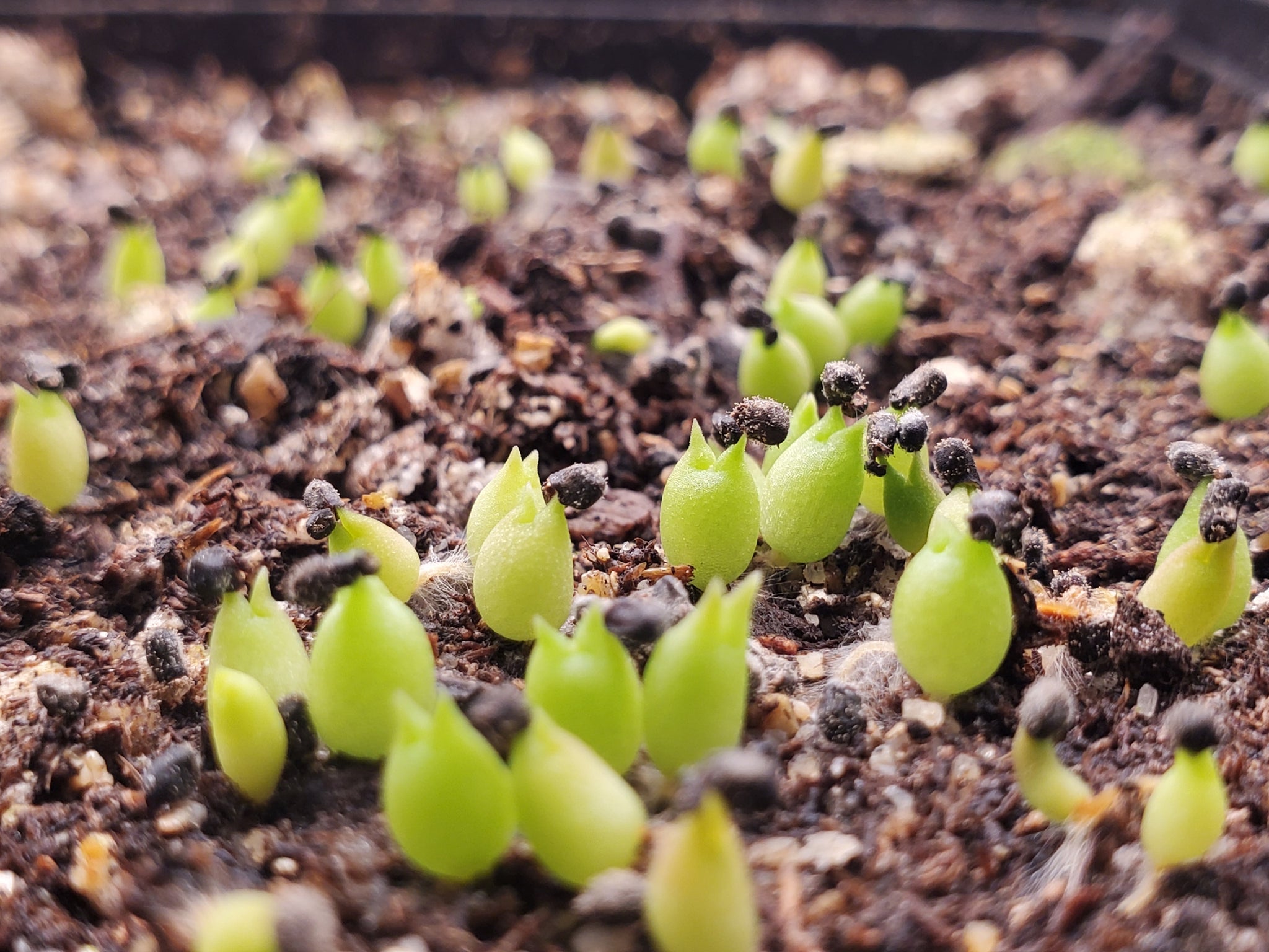 Detail Hedgehog Cactus Seed Nomer 16
