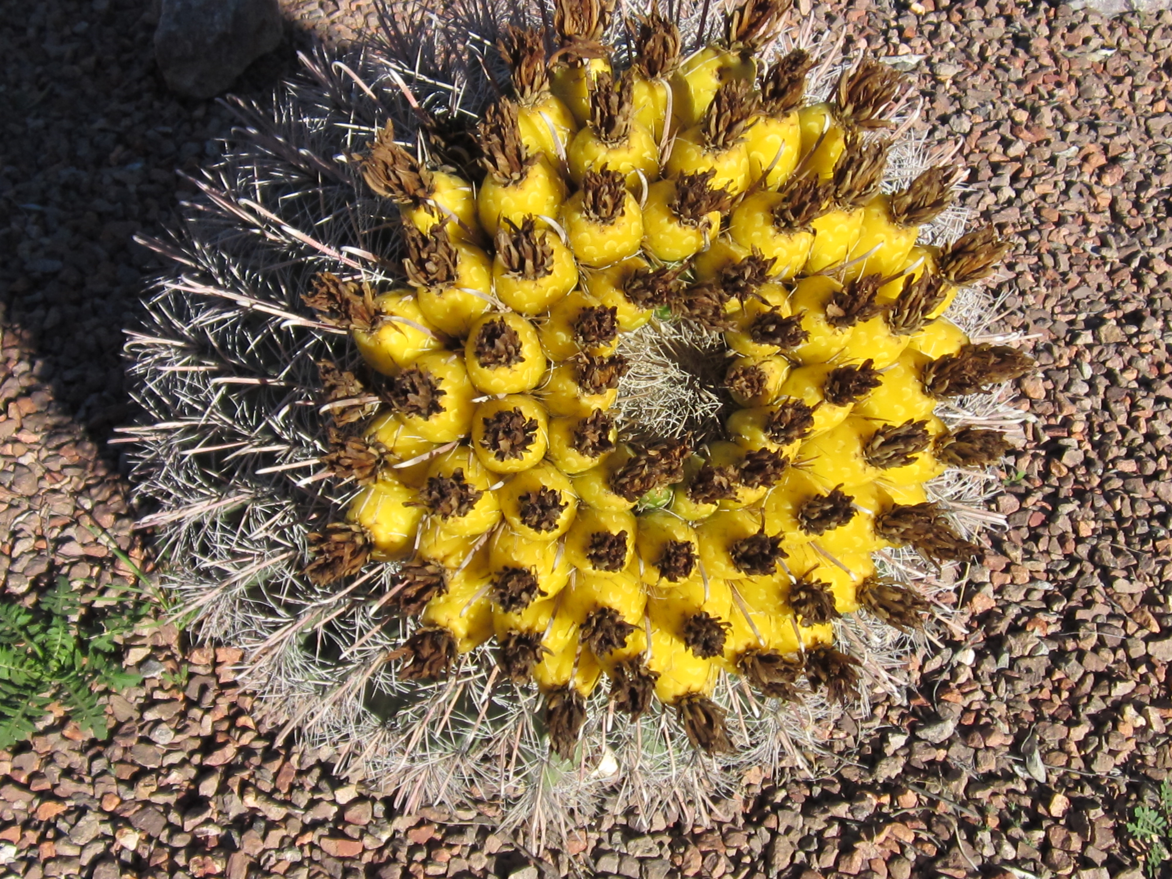 Detail Hedgehog Cactus Seed Nomer 3