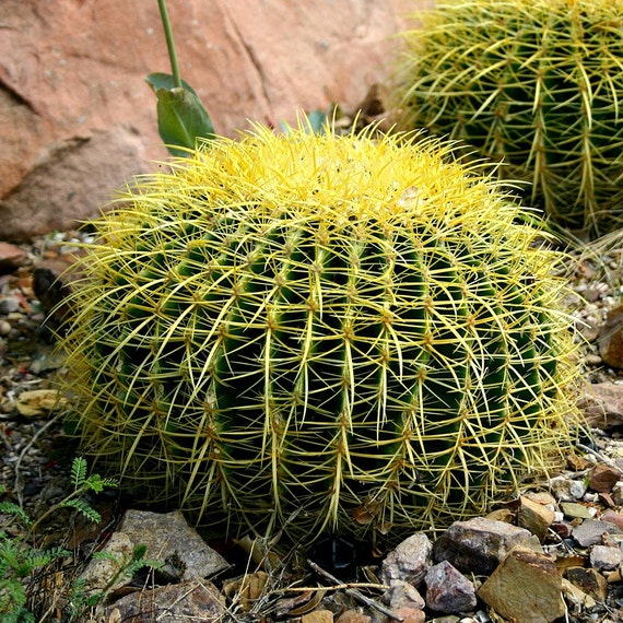 Detail Hedgehog Cactus Seed Nomer 17