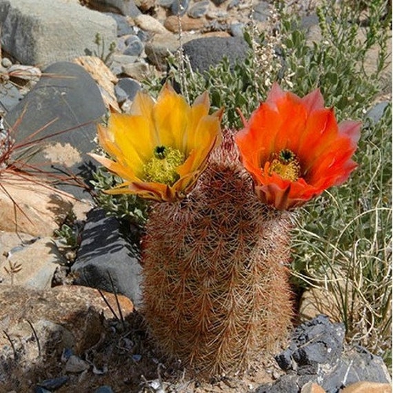 Detail Hedgehog Cactus Seed Nomer 18