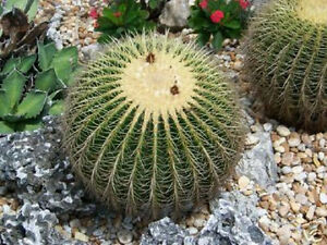 Detail Hedgehog Cactus Seed Nomer 19