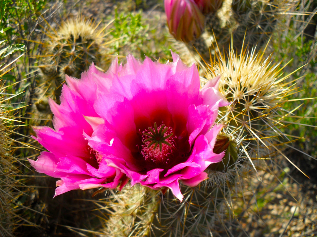 Detail Hedgehog Cactus Seed Nomer 20