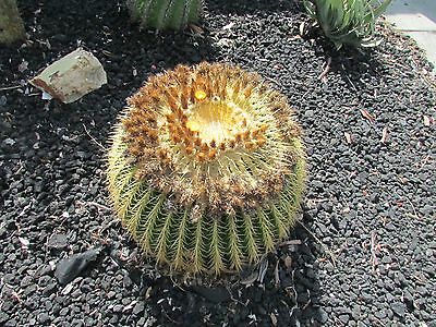 Detail Hedgehog Cactus Seed Nomer 21