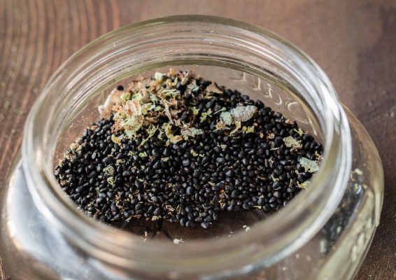 Detail Hedgehog Cactus Seed Nomer 22