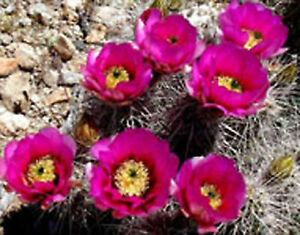 Detail Hedgehog Cactus Seed Nomer 23