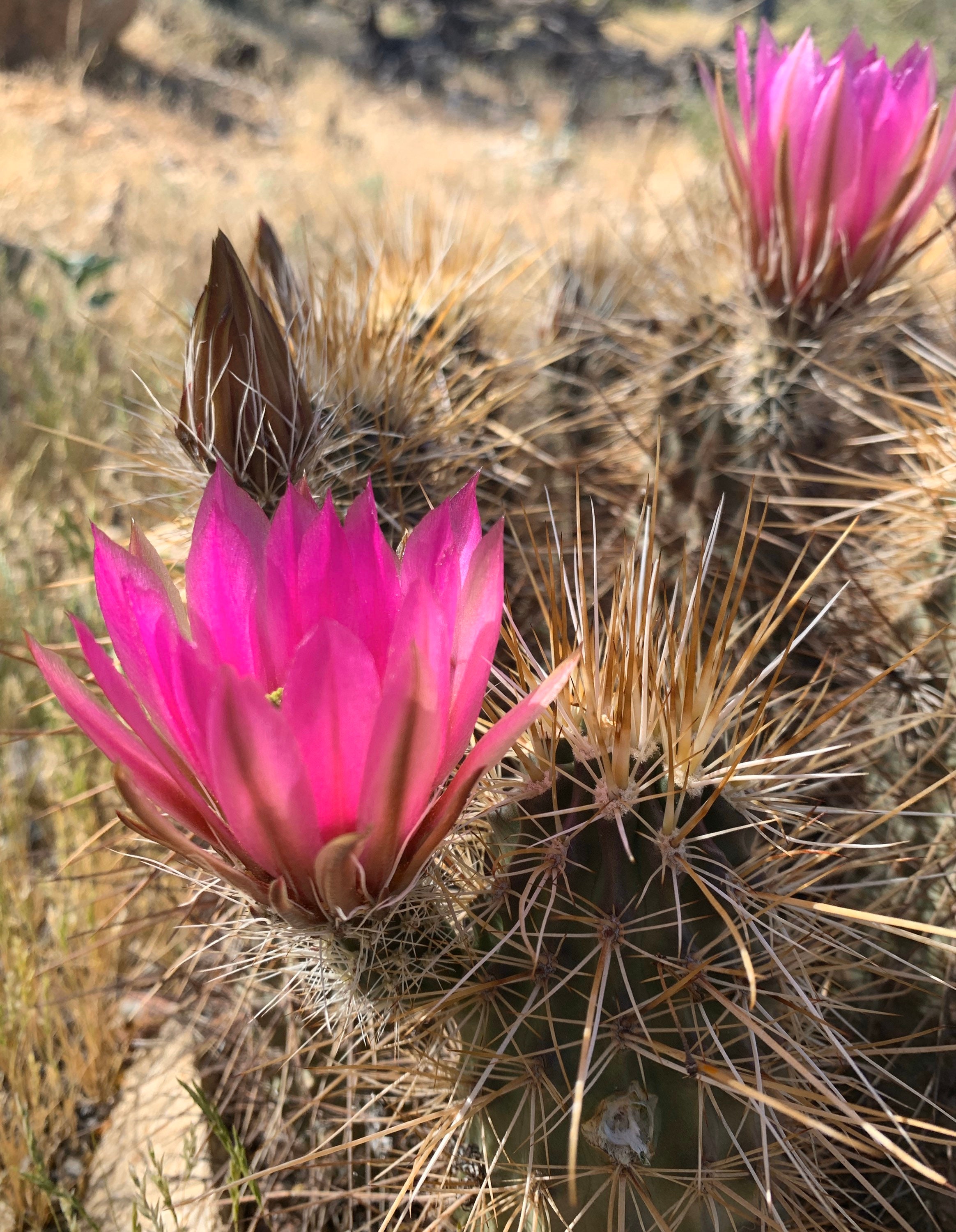 Detail Hedgehog Cactus Seed Nomer 24