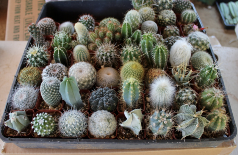Detail Hedgehog Cactus Seed Nomer 25