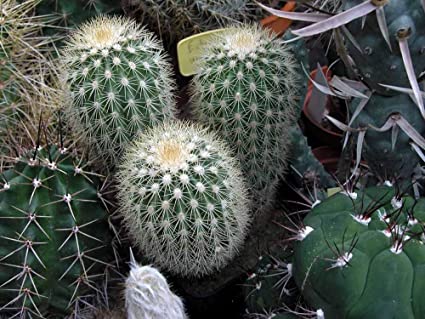 Detail Hedgehog Cactus Seed Nomer 26