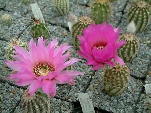Detail Hedgehog Cactus Seed Nomer 27
