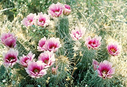Detail Hedgehog Cactus Seed Nomer 28