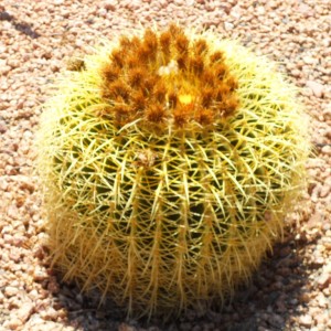 Detail Hedgehog Cactus Seed Nomer 29